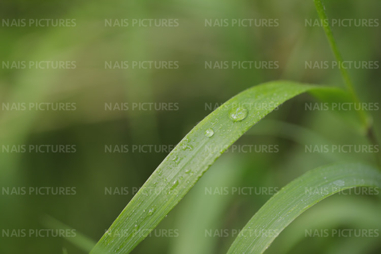 raindrops on leaves