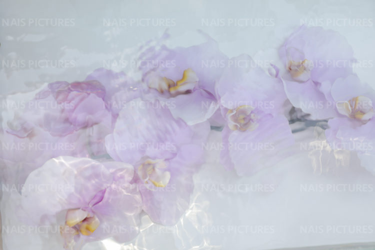 Beautiful flowers floating in the water