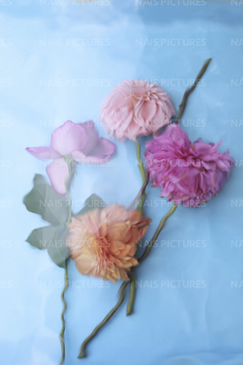 Colorful flowers floating in the water 