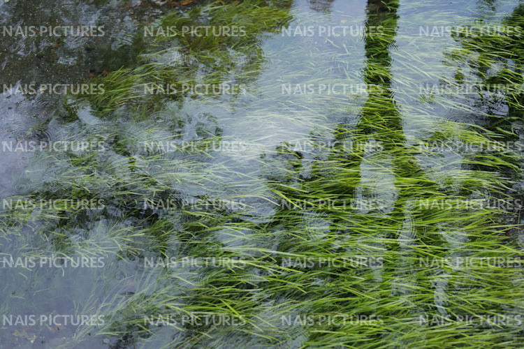 fresh water